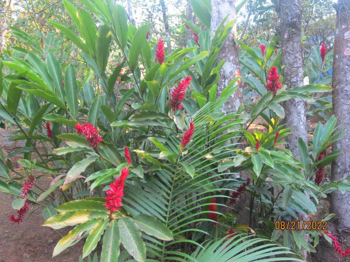 Janela Dos Meus Sonhos Villa Penedo  Ngoại thất bức ảnh